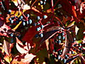 Parthenocissus quinquefolia IMG_1144 Winobluszcz pięciolistkowy